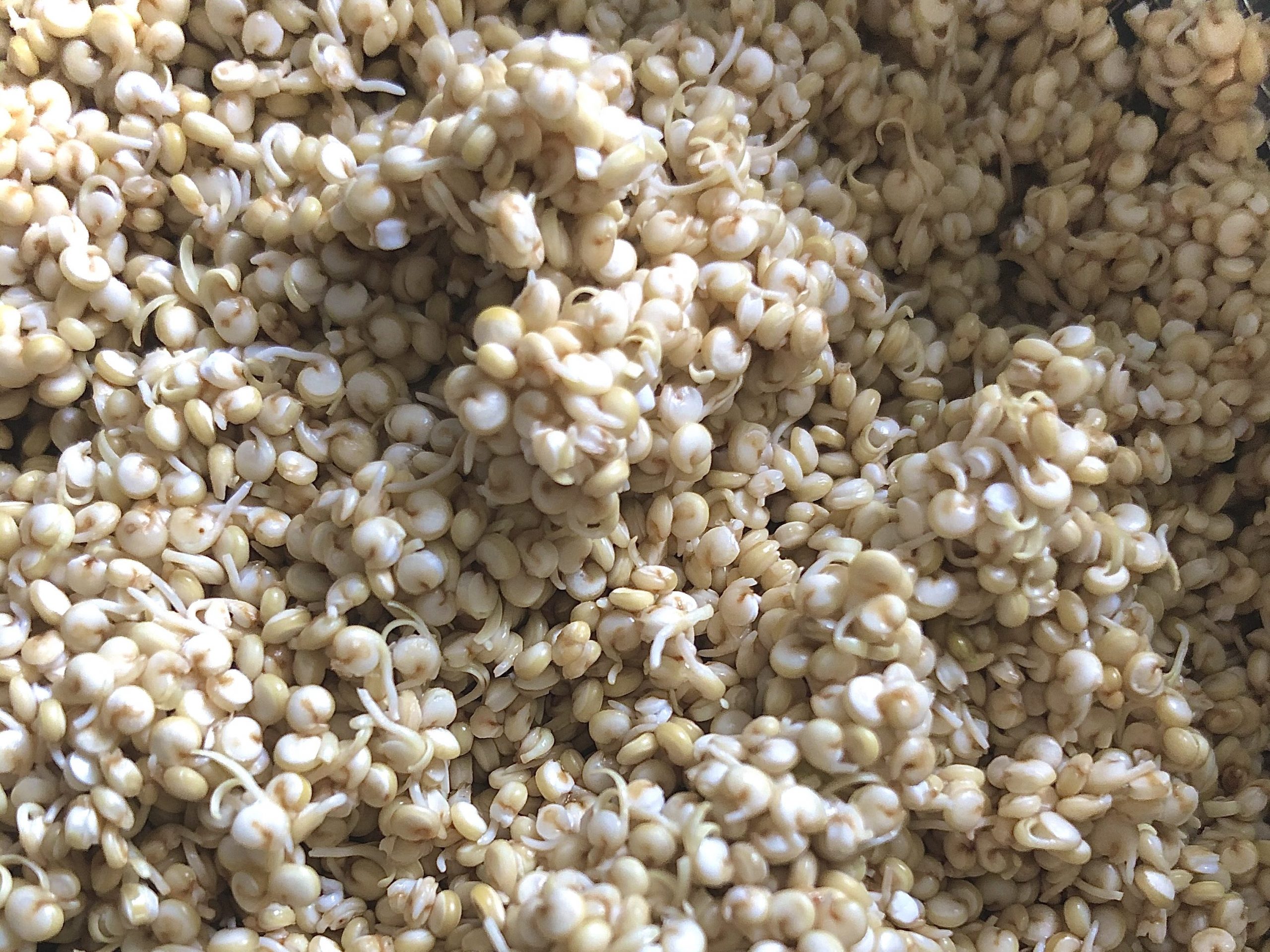 quinoa gekeimt